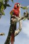 CR - 31 * Scarlet Macaw at Los Inocentes Ranch
